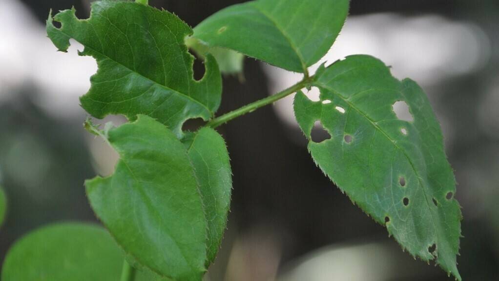 plantas-confunden-herviboros|larva alimentandose